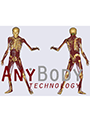 AnyBody Modeling System Standard - 1 user Node-locked License